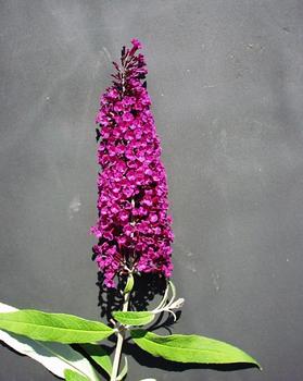 SHRUB. Butterfly Bush 8' Burgundy red, showy 4" pot