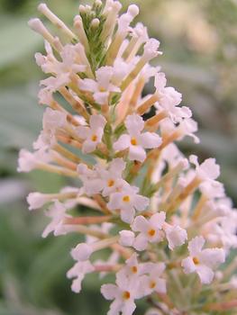 SHRUB. Dwarf Butterfly Bush 3'  White with compact silver foliage 4" pot