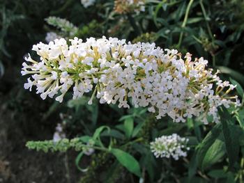 SHRUB Butterfly Bush 8' Snow white 4" pot