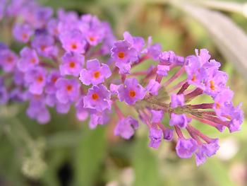 SHRUB. Butterfly Bush 2' Dwarf purple lilac 4" pot