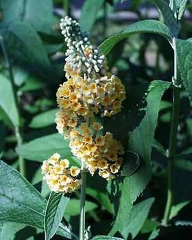 SHRUB. Butterfly Bush 5-6' Yellow flowers 4" pot