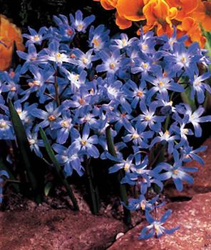 A super naturalizer, Heirloom 1878. 20 bulbs