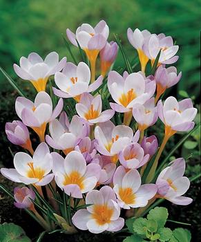 Soft violet pink and white flowers with yellow centers. 25 bulbs