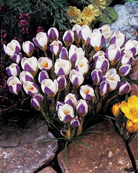 2 toned flowers - deep purple and sparkling white.  25 bulbs