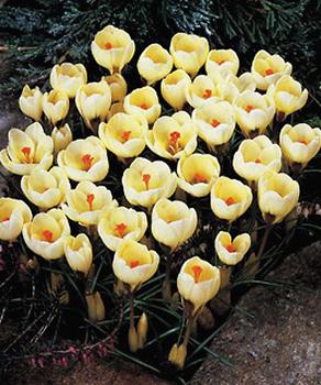 Multiplies rapidly and blooms early. Butter yellow. 25 bulbs