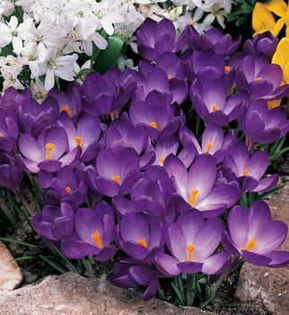 Deep purple with a white "well", brilliant orange stamens. 25 bulbs