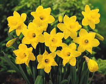 Golden yellow flowers in spring. 15 bulbs