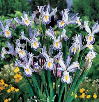Striking pattern of delft blue and white. 10 bulbs