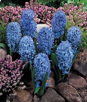 Extremely fragrant spring bloomers. Bright porcelain blue. 5 bulbs