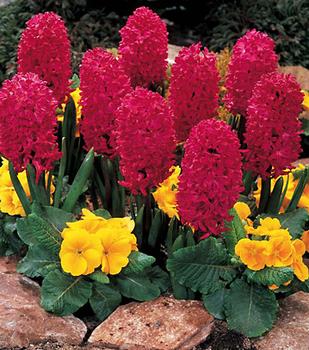 Extremely fragrant spring bloomers. Red. 5 bulbs