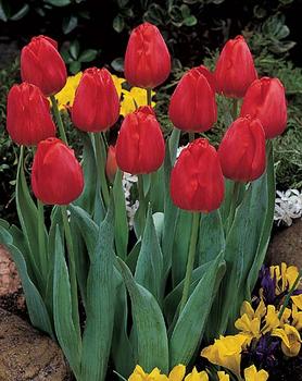 BULB_TULIP_Apeldoorn_Darwin_Hybrid_.jpg