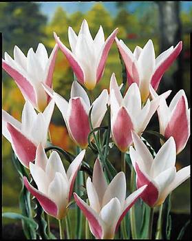 The image “http://www.bluestoneperennials.com/images/items/350x350/BULB_Tulip_Clusiana_Lady_Jane_Specie_.jpg” cannot be displayed, because it contains errors.