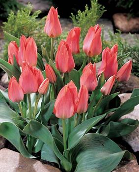 BULB_Tulip_Toronto_Bouquet_.jpg