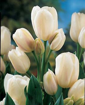 BULB_Tulip_bridal_Bouquet.jpg