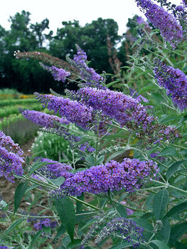 SHRUB 8' Close to true blue.  4" pot