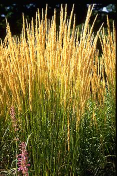 FEATHER REED GRASS. 5'