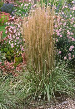 STRIPED FEATHER REED GRASS. 36" tall, green and white stripes are tinged with pink