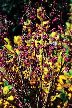 SHRUB. 3-4'  Fruit clusters of amethyst-purple ripening in Sept.thru Nov. 4" pot