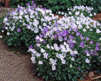 CAMPANULA_Carpatica_White_Clips.jpg