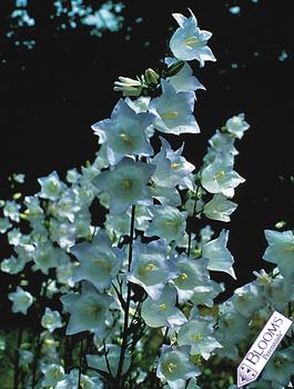 Blue-picotee-edged white bells