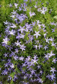 Cool blue bells on cascading plants