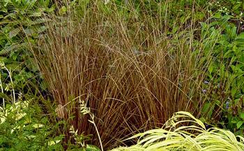 CURLY TOP SEDGE. Narrow reddish-brown leaves.