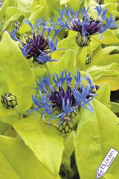 PERENNIAL BACHELOR'S BUTTON. Deep blue flowers in late spring