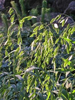 NORTHERN SEA OATS. 3'