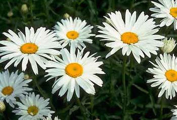 Single white Shasta Daisy