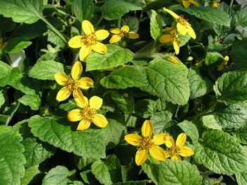 Larger yellow flowers over handsome foliage