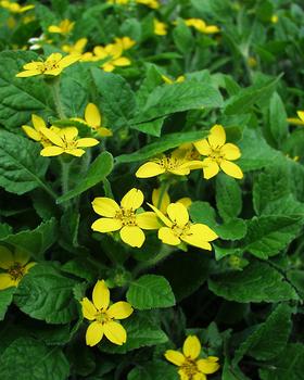 GOLDEN STAR. Bright golden daisies over spreading groundcover