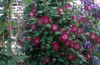Red flowers with pink "trumpets" flowering in late summer