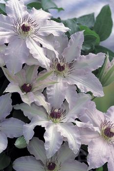 Elegant white flowers with stunning dark anthers