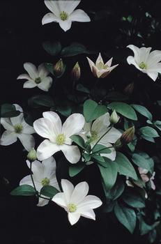 The best repeat bloomer in white