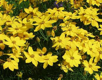 Golden yellow. Taller.