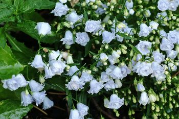 Gentle spreader of powder blue.