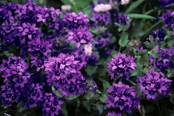 Violet clustered bellflower.