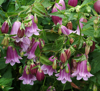 Flowers really do resemble pantaloons.