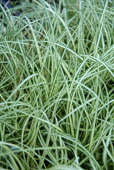 Var. Japanese Sedge GRASS - brightly variegated
