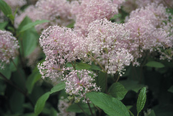 Long blooming, pink clusters with red stems
