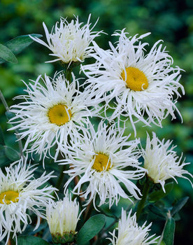 Single Flowers with fringed petals
