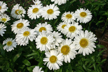 Semi-double large white daisies