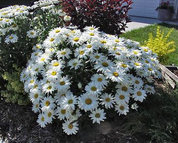 Compact dwarf with white flowers - Shasta Daisy