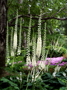Tall and stately, but never needs staking