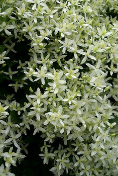 White. Tall climber. In large pots.  2 1/2" pot