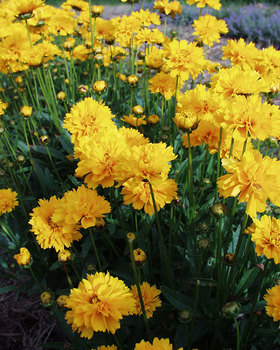 Yellow. For long bloom, remove spent blooms