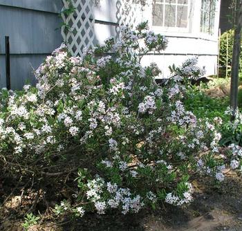 Early spring fragrant pink blooms, cream edged leaves