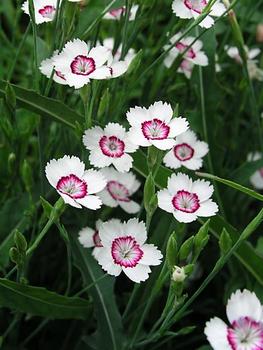 White petals, fiery red eye