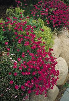 Maiden Pinks - lush mats of candy apple red