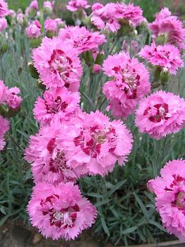 Pink with a darker eye. Exceptional fragrance